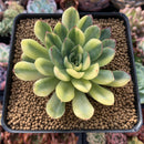 Echeveria 'Pulidonis' Vairegated 3" Succulent Plant