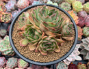 Echeveira 'Longissima' Hybrid Cluster 4"-5" Succulent Plant