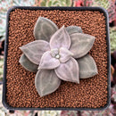 Echeveria 'Xichuensis' 2" Succulent Plant