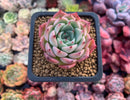 Echeveria sp. 3" Succulent Plant