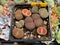 Collection of Lithops 2" (x9 Lithops)