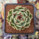 Echeveria Agavoides 'Blue Dragon' 2" Succulent Plant