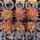 Echeveria Agavoides 'Lipstick' 3" *Set of 6 *Succulent Plants
