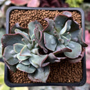 Echeveria 'Blue Spur' 2" Cluster Succulent Plant