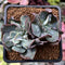 Echeveria 'Blue Spur' 2" Cluster Succulent Plant