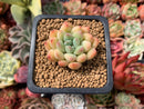 Echeveria 'Pink Ping Pong' New Hybrid 1" Succulent Plant