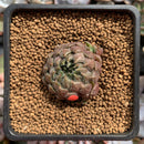 Echeveria 'Scorpio' 1" Succulent Plant
