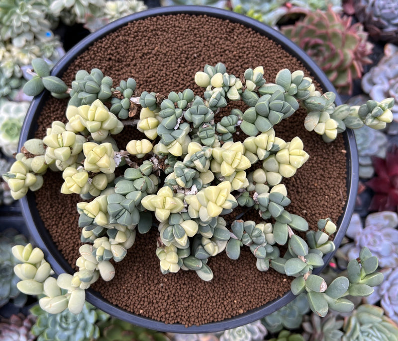 lehmannii succulent Corpuscalaria 'Lehmannii" Variegated 5" Large Cluster Succulent Plant –  True Succulents Plant Co