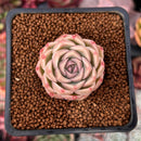 Echeveria 'Mario' Malgan Hybrid 1" Succulent Plant