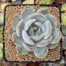 Echeveria 'Lehman' 3" Powdery Succulent Plant