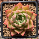 Echeveria Agavoides 'Apple' 2" Succulent Plant