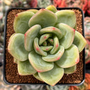 Echeveria 'Rainbow Charlotte' 2"-3" Succulent Plant