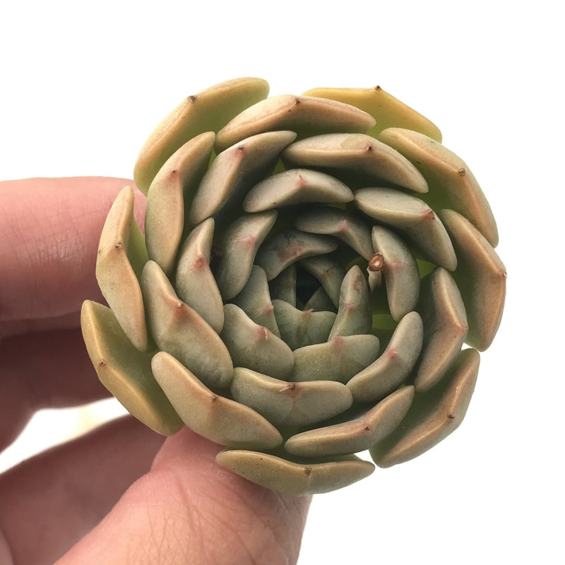 maroon succulent plants Echeveria 'Maroon Hill' 1"-2" Rare Succulent Plant