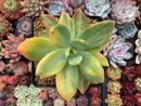 Pachyveria 'Cypress' Variegated 2"-3" Succulent Plant