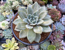 Echeveria 'German Champaign' 3" Succulent Plant