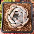Echeveria 'Sabrina' 1"-2" Wide Leaf Succulent Plant