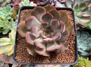 Echeveria 'Renoir' 3" Succulent Plant