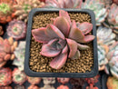 Graptoveria 'Mrs. Richards' Variegated 1"-2" Succulent Plant