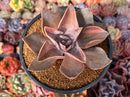 Echeveria 'Rodolfi' 4" Succulent Plant