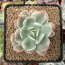 Echeveria 'Luella' Variegated 2"-3" Succulent Plant