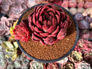 Echeveria Agavoides 'Abaresque' 4" Succulent Plant