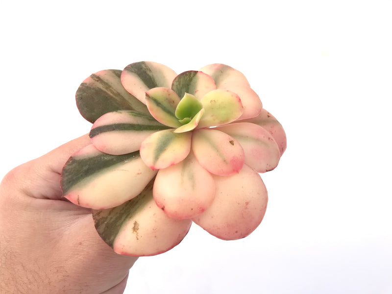 Echeveria 'Primadonna' Variegated 3"-4" Succulent Plant
