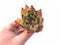 Echeveria Agavoides Royal Special Clone 3” Rare Succulent Plant