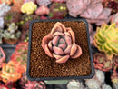 Echeveria 'Mezzoglam' Seed-grown Hybrid 1"-2" Succulent Plant