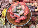 Echeveria 'Hearts Delight' 4" Cutting Succulent Plant