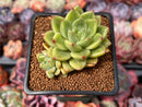 Echeveria 'Coco' 2" Cluster Succulent Plant