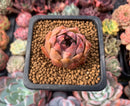 Echeveria 'Esca' 1" Small New Hybrid Succulent Plant