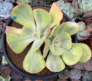Echeveria 'Enfant' Variegated 4" Cluster Succulent Plant