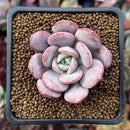 Echeveria 'Soulmint' 2" Succulent Plant