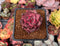 Echeveria Agavoides 'Red Ebony' 2" Succulent Plant