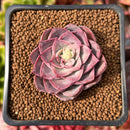 Echeveria 'Magic Savannah' 1" Succulent Plant