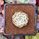 Echeveria 'Tinkerbell' Variegated 1" Succulent Plant