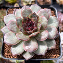 Echeveria 'Black Coco' 3"-4" New Hybrid Succulent Plant