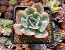 Echeveria 'Secunda' Variegated 2" Succulent Plant