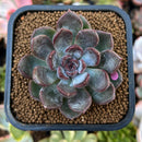 Echeveria 'Purple Stone' 2" Succulent Plant