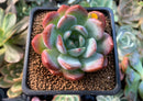 Echeveria 'Starmark' 2" Succulent Plant