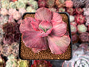 Echeveria 'Suyon Frill' Variegated 3" Succulent Plant