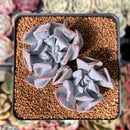 Echeveria 'Pignose' *Not E. Trumpet Pinky* 2" Succulent Plant
