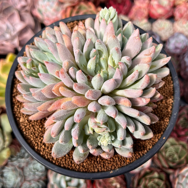 massive succulent Echeveria 'Hamilton' 5" Cluster Large Succulent Plant – True Succulents Plant Co