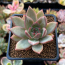 Echeveria 'Seosi' 2" Succulent Plant