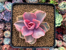 Echeveria 'Rainbow' Variegated 3" Succulent Plant