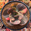 Echeveria 'Primadonna' Variegated 3" Succulent Plant