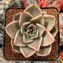 Echeveria Agavoides 'Jade Star' 3" Succulent Plant