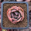 Echeveria 'Nocturnal' 1"-2" Succulent Plant