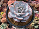 Echeveria 'Laui' 6" Large Powdery Succulent Plant