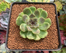 Echeveria Agavoides 'Amethyst' 2" Succulent Plant